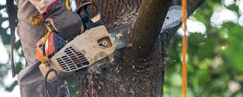 Best Hazardous Tree Removal  in Mondovi, WI