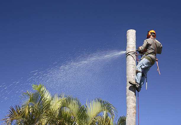 Best Tree Mulching  in Mondovi, WI