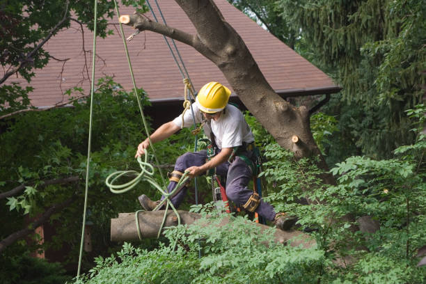 Best Lawn Edging  in Mondovi, WI