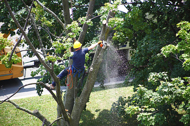 Best Stump Grinding and Removal  in Mondovi, WI