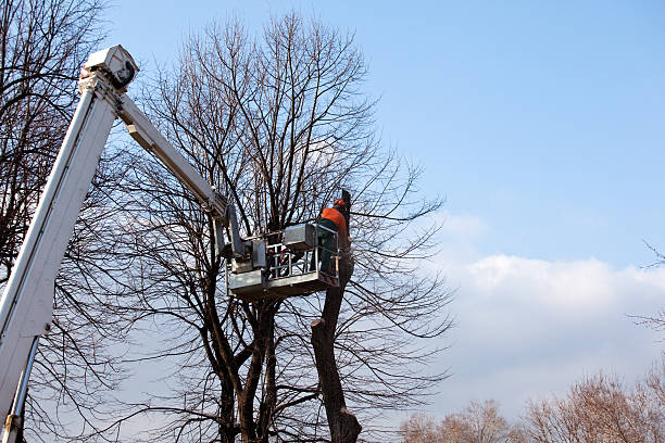 Best Tree and Shrub Care  in Mondovi, WI