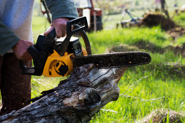 How Our Tree Care Process Works  in  Mondovi, WI