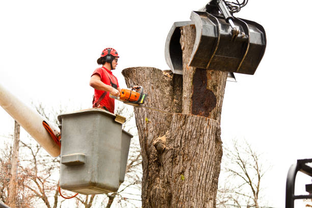 Leaf Removal in Mondovi, WI