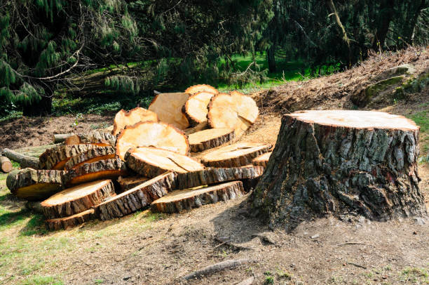 Best Tree Preservation Services  in Mondovi, WI